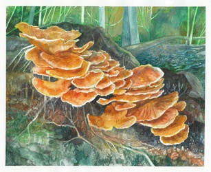 Chicken of the Woods