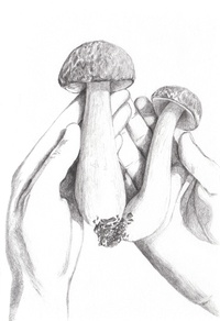 Haley's Hands Holding Boletes