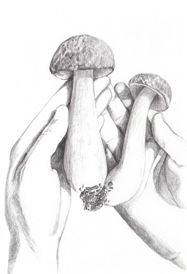 sketchboletes