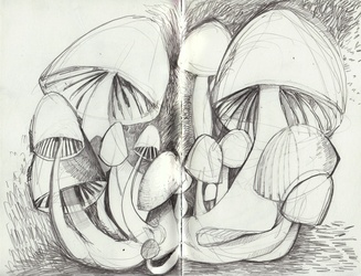 Sketchy Shrooms