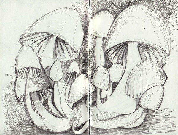 sketchy shrooms