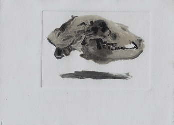 Bear Skull 