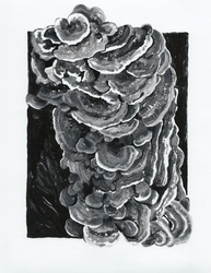 Turkeytail, Monochromatic